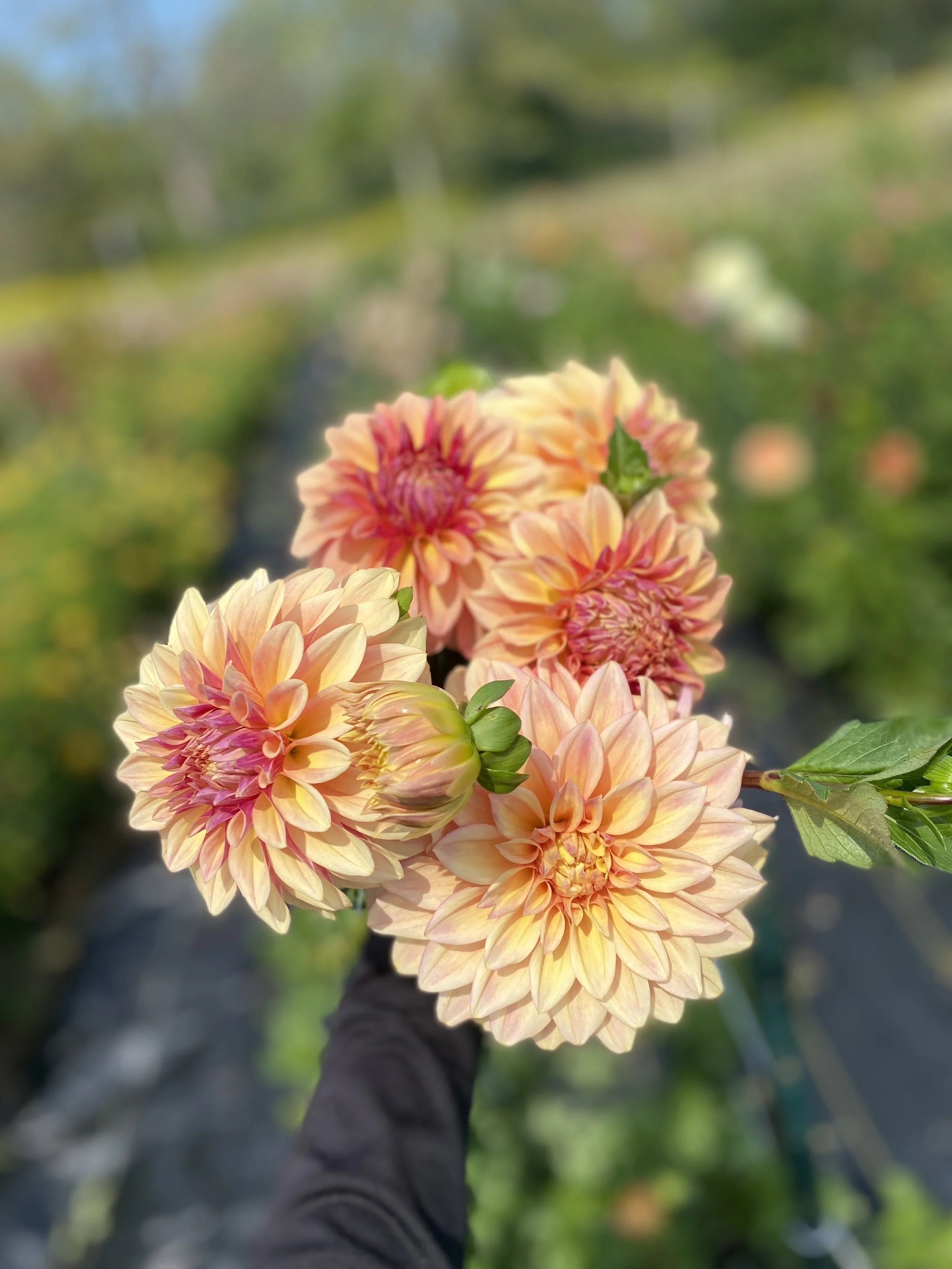 Miss Amara Dahlia Tubers for Sale - Gorgeous Buttercream Peach